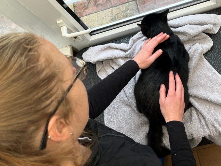 Dog Grooming Near You | Petstock.com.au